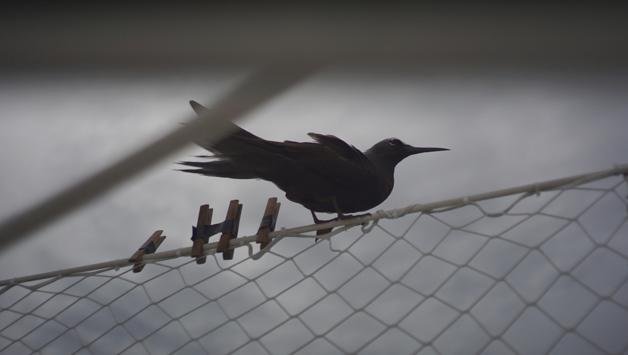 a black noddy sitting on the lifelines of a sailboat