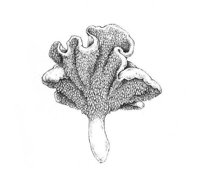 hydnum repandum, hedgehog mushroom