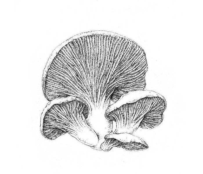 pleurotus pulmonarius, phoenix oyster mushroom