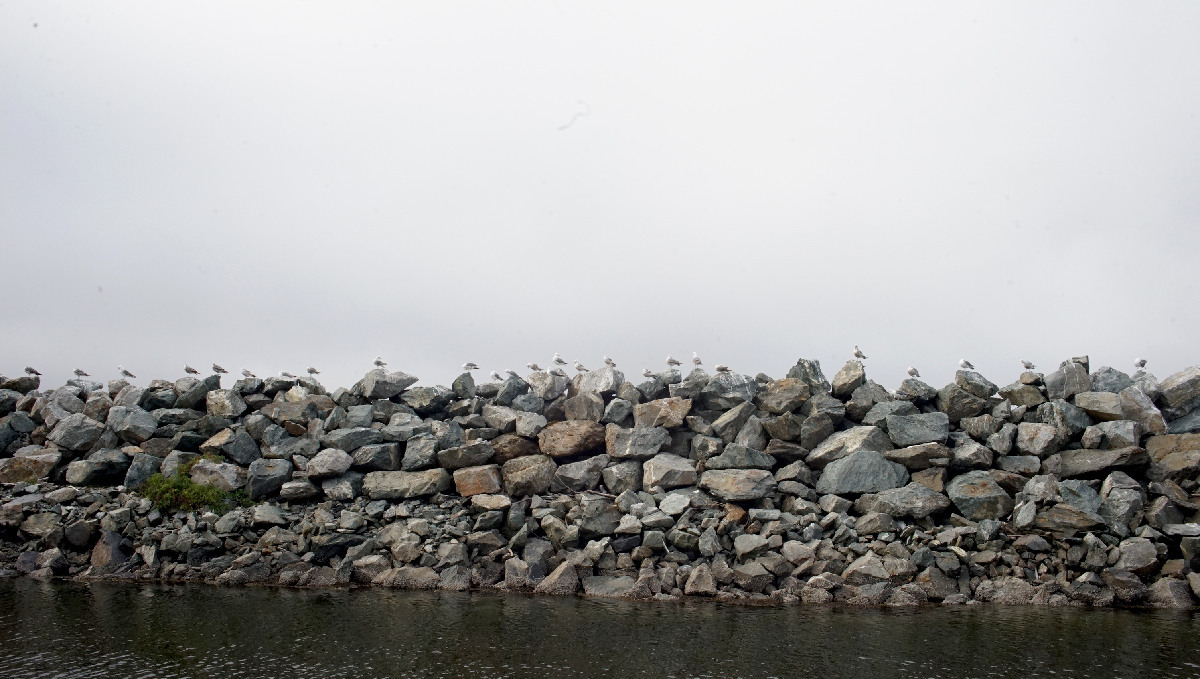 a bunch of seagulls all standing on top of a rock breakwater on a foggy day